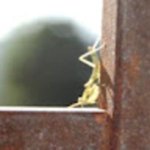 Meet your Posher, Joel